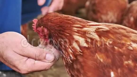 一个人在一个有机农场喂鸡鸡正在吃人手里的食物视频的预览图