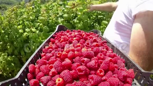 农民采摘树莓的慢镜头视频的预览图