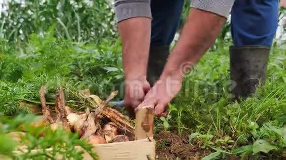 一个人从有机农场的地面上取出胡萝卜并将其放入装满洋葱和洋葱的板条箱的低角度镜头视频的预览图