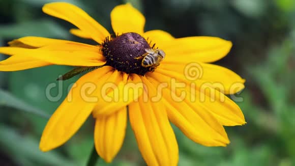 蜜蜂从黄花中收集花粉的慢镜头视频的预览图