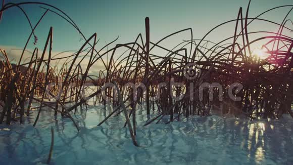 冬季冰冻的芦苇和草视频的预览图