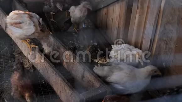 一只鸡舍和几只鸡在里面吃和走视频的预览图