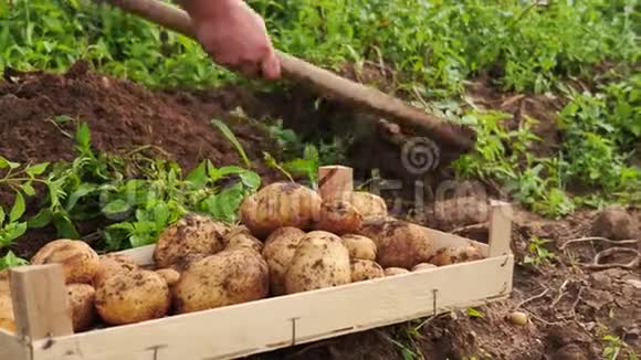 一个人从有机农场的地面上取出有机土豆并把它们放进箱子里的录像视频的预览图