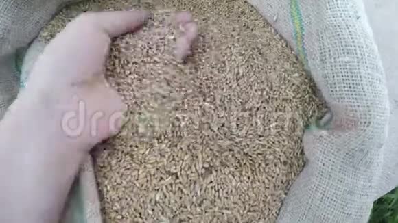检查小麦质量的人的录像视频的预览图