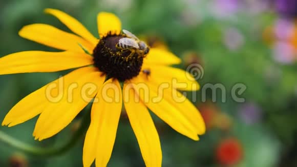 一只蜜蜂从黄花里收集花粉并飞走的慢镜头视频的预览图