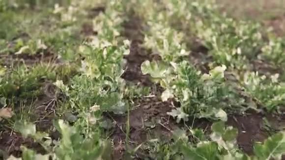 春天的油菜田田野上的绿色油菜视频的预览图