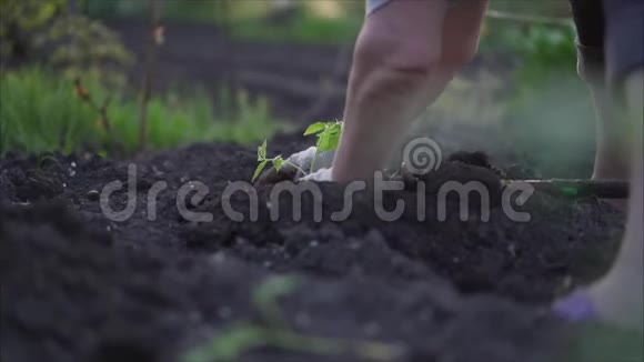 番茄植物傍晚的年轻番茄植株日落时种番茄视频的预览图