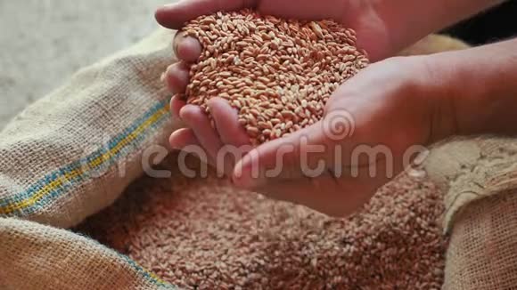 慢镜头一个人展示和检查他的小麦的质量视频的预览图