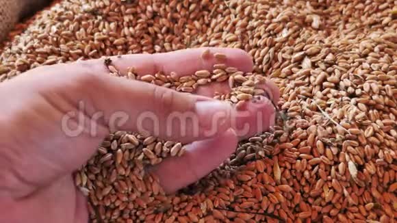 慢镜头一个人展示和检查他的小麦的质量视频的预览图