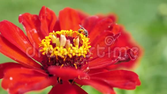 蜜蜂从红花中收集花粉的慢镜头视频的预览图