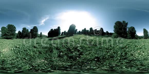 绿色山林的UHD4K360VR阳光和阴影草和松树视频的预览图