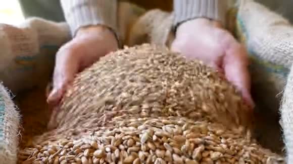 一个人展示和检查装满新鲜小麦的袋子质量的录像视频的预览图