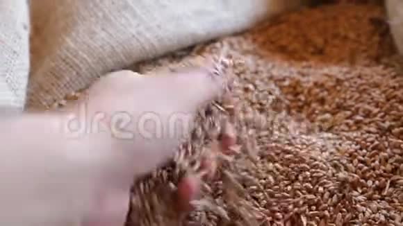 检查小麦质量的人的录像视频的预览图