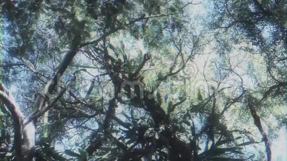 梦幻般的天篷树低角度观景视频的预览图