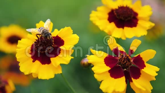 一只蜜蜂从一朵花里采集波伦的慢镜头视频的预览图