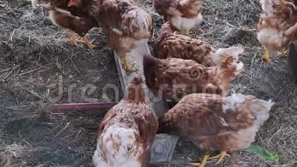 几只鸡在围栏后面的农场里吃东西有机农场的概念和健康概念视频的预览图