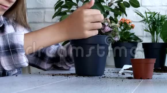 儿童盆栽辣椒儿童浇花农业女孩视频的预览图