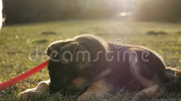 慢动作德国牧羊犬小狗在绿草中一只纯种狗的小狗视频的预览图