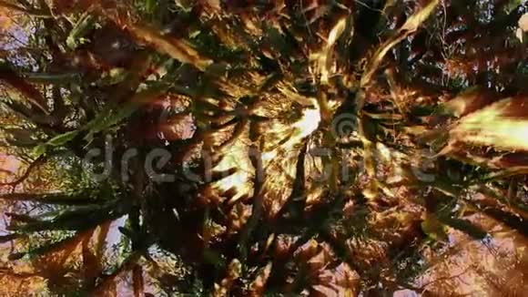 从大的树冠发出的微弱光线视频的预览图