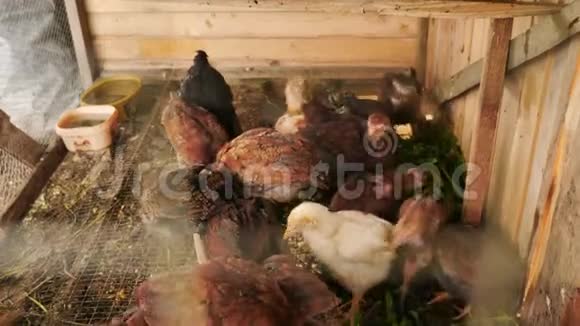 一个有机农场鸡舍里的小鸡吃食物视频的预览图