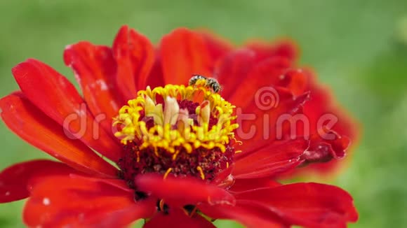 一只蜜蜂从一朵红花中采集波伦的慢镜头视频的预览图