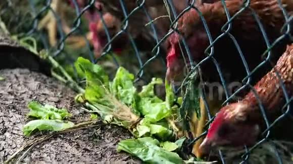 几只鸡在农场吃它们的食物有机农场和健康食品的概念视频的预览图