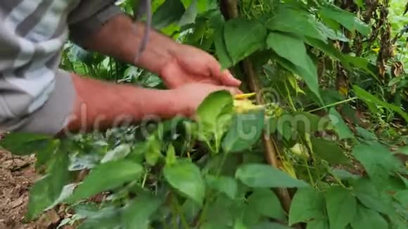 一个农民在一个有机农场从他的花园里采摘黄豆的录像并展示它们视频的预览图