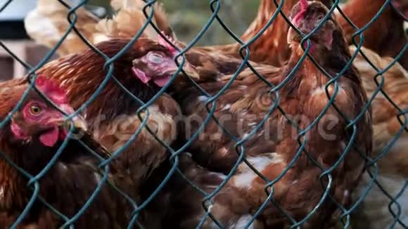 几只鸡放在围栏后面的农场里的视频有机农场的概念和健康的食物视频的预览图