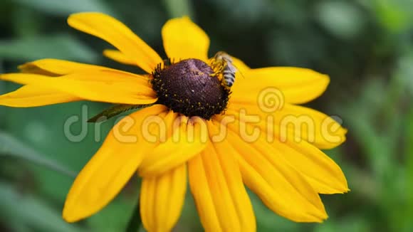 蜜蜂从黄花中收集花粉的慢镜头视频的预览图
