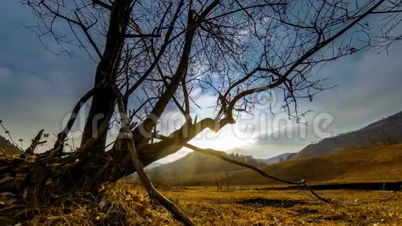 死亡树和干燥的黄草在山景中的时间流逝云层和阳光水平滑块运动视频的预览图
