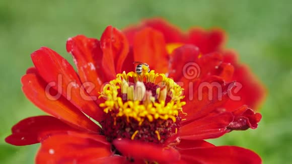 蜜蜂从红花中收集花粉的慢镜头视频的预览图
