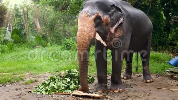 美丽的成年大象吃树叶和棕榈树的4K镜头视频的预览图