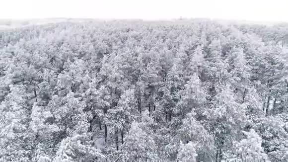 飞过一片覆盖着白雪的松林视频的预览图