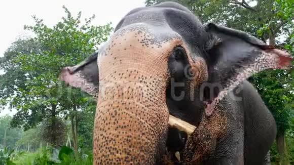 印度大象进食与咀嚼棕榈树树干4k特写视频视频的预览图