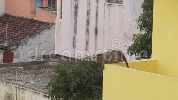 有趣的猕猴坐在屋顶边缘吱吱的城市建筑背景生活在印度城市的野生猴子视频的预览图