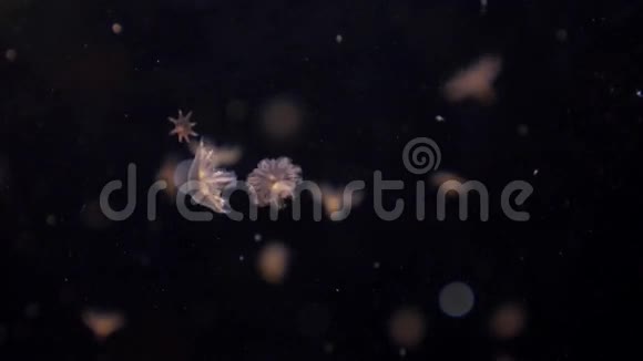 有着大触须的水母在4k黑暗中慢慢地深入水下视频的预览图