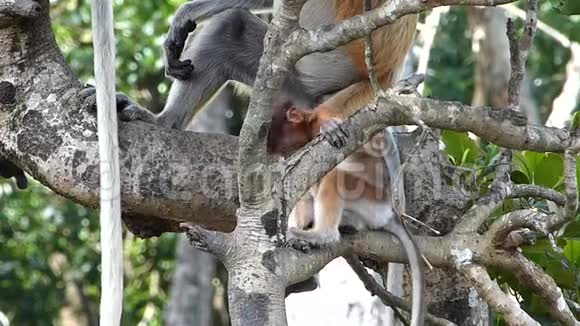 马来西亚婆罗洲Labuk湾的一棵树上玩耍的小猴子视频的预览图