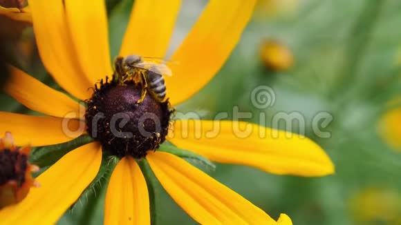 一只蜜蜂从黄花中采集花粉并飞走了视频的预览图
