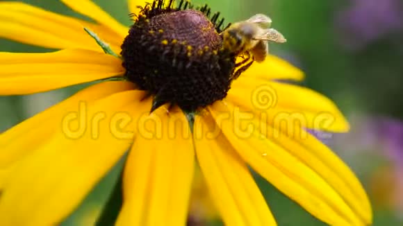 一只蜜蜂从黄花中采集花粉并飞走了视频的预览图