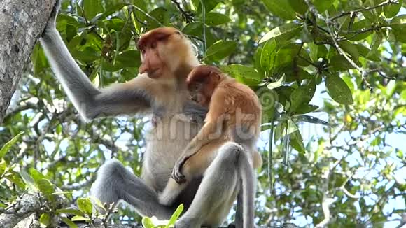 马来西亚婆罗洲沙巴州拉巴克湾的一棵树上坐着一个婴儿的雌性猴视频的预览图