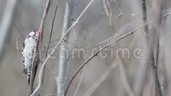 小斑点啄木鸟正在树枝上寻找食物视频的预览图