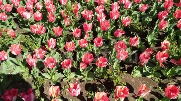 郁金香春花的多色花坛视频的预览图