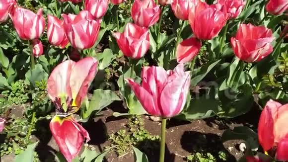 郁金香春花的多色花坛视频的预览图