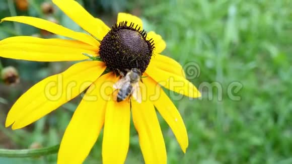 一只蜜蜂从黄花里收集花粉并飞走的实时镜头视频的预览图