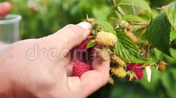 一个农民采摘树莓的慢镜头视频的预览图