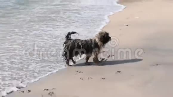 狗在印尼巴厘岛NusaPenida的水晶湾海滩度假狗在水晶海滩上互相玩耍视频的预览图
