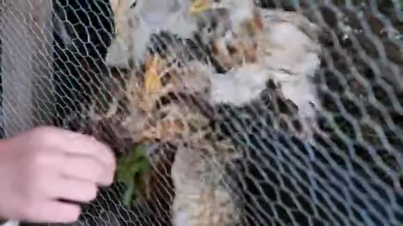 在有机农场饲养小鸡的人的录像视频的预览图