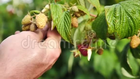 一个农民采摘树莓的慢镜头视频的预览图