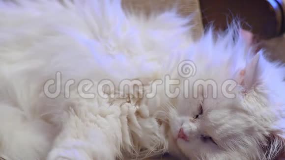 一只黑色和灰色的小猫白鼻子蜷缩在柔软的羊皮床上睡得很香放大视频的预览图