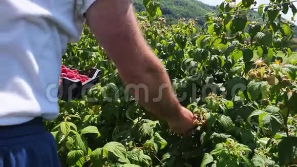 一个农夫从树枝上采摘树莓并将其放入板条箱的慢镜头视频的预览图